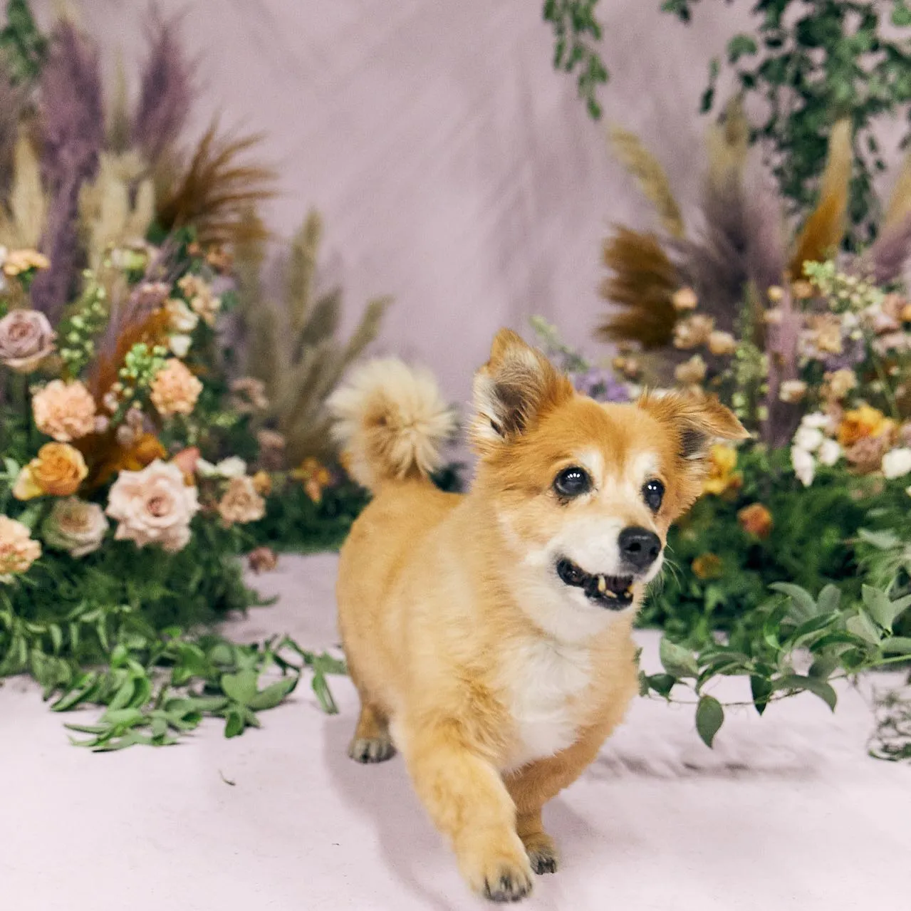 Goldie, the dog behind Golden Digital